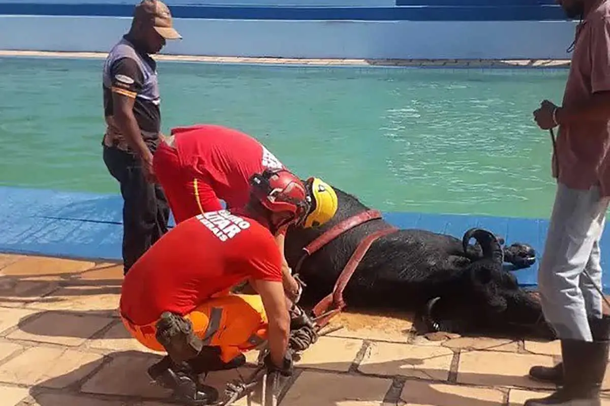 VÍDEO: Búfalo de 300 kg é resgatado de dentro de piscina