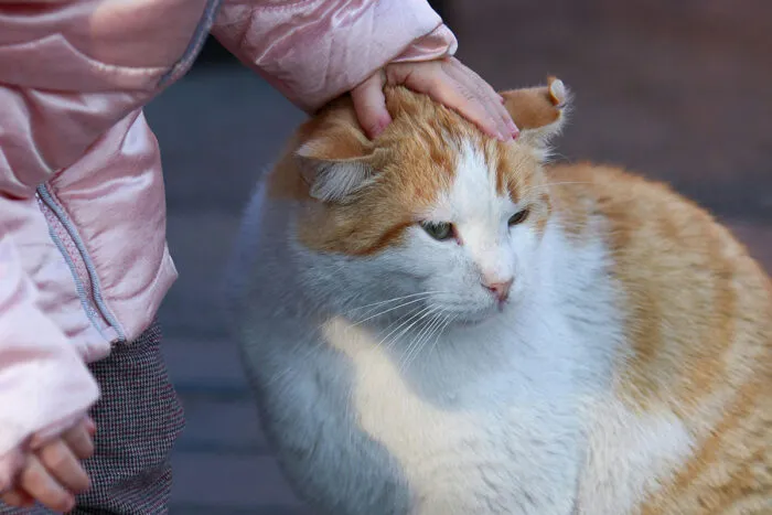 Confira 8 dicas para preparar o gato para a chegada do bebê