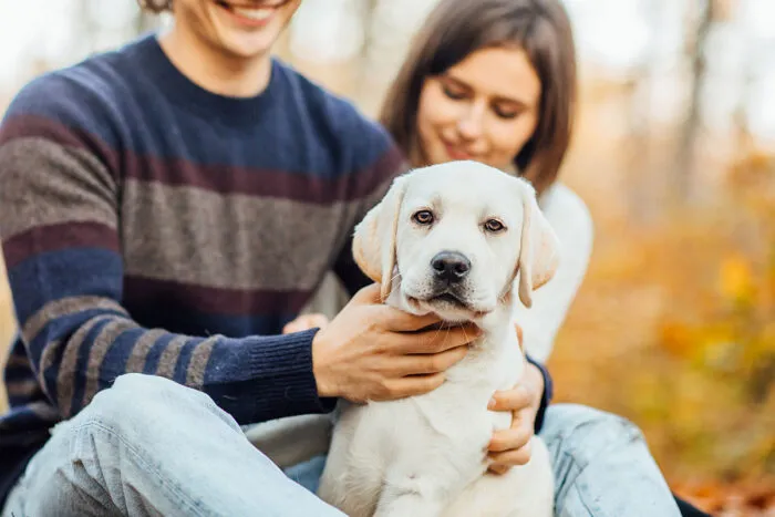 Projeto define como fica a guarda de pets em caso de divórcio; saiba o que muda