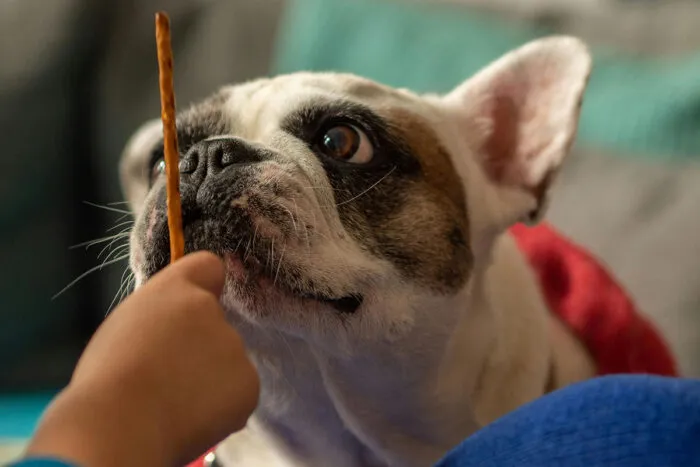 Conheça 7 benefícios do reforço positivo para o cachorro