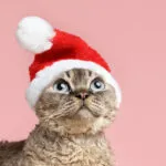 Confira 8 presentes criativos de Natal para os animais