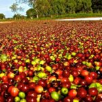 Saca de café sobe mais de 100% no ano  