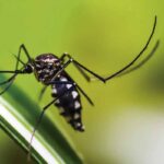 Dengue: aumento de sorotipo 3 preocupa especialistas