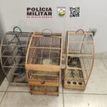 13 pássaros silvestres são encontrados em cativeiros e multas somam R$26 mil