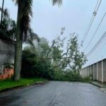 Queda de árvore interdita rua na Cidade Alta